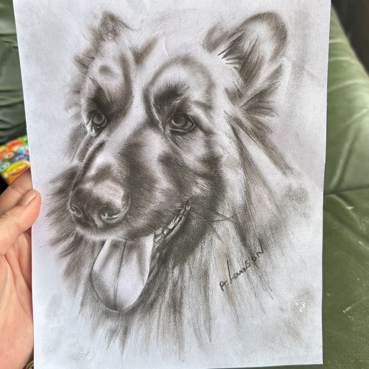 Hand holding a pencil portrait of a German Shepherd