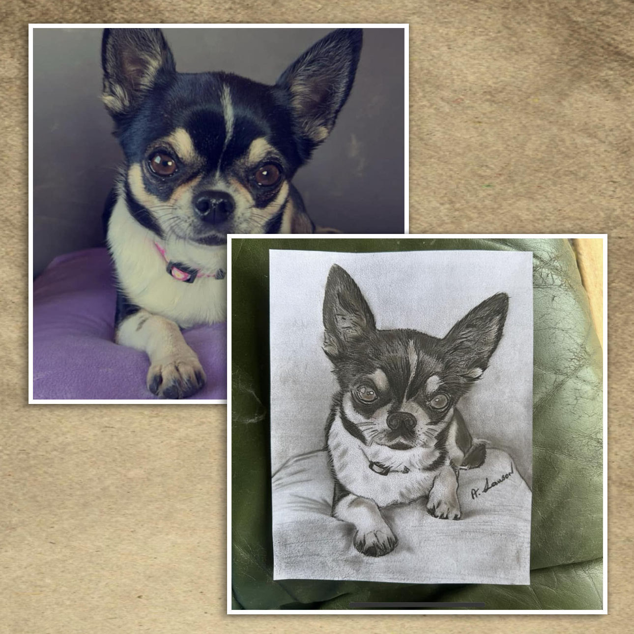 Pencil drawing of a Chihuahua beside the photo it was drawn from