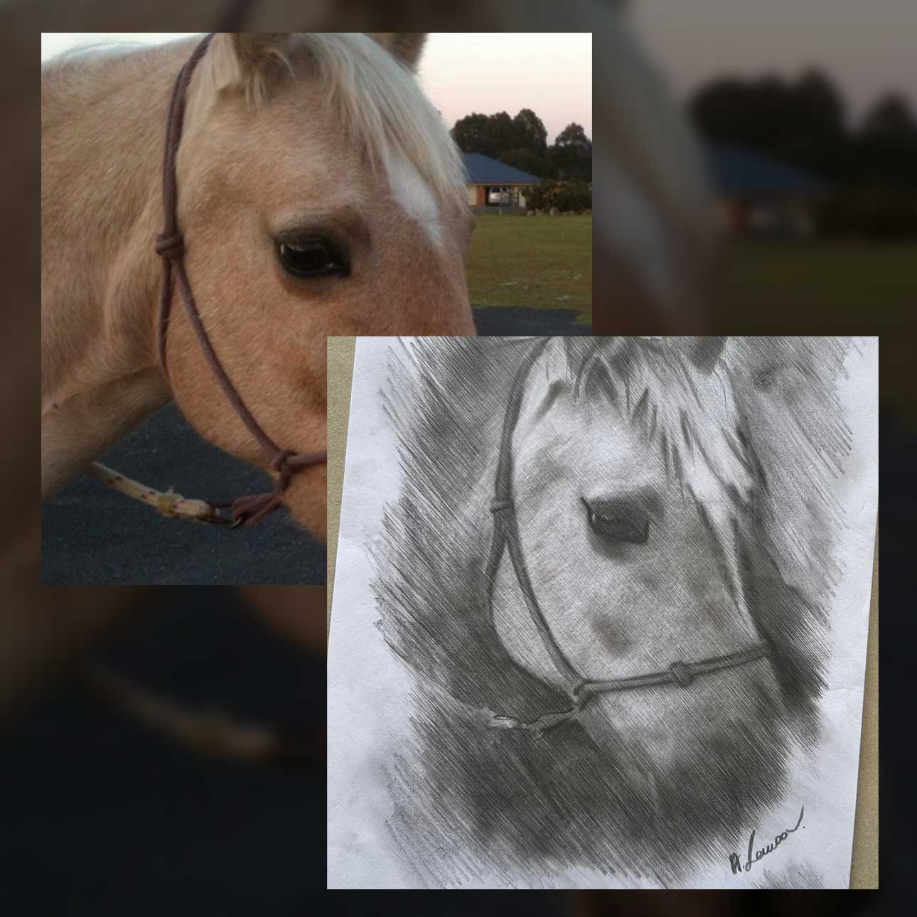 Elite Equine Transport | Safe & Reliable Horse Transport AUS
