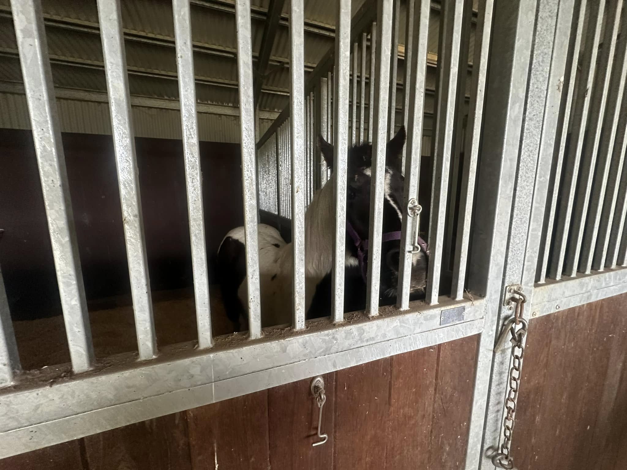 Black and white horse looking through the steel bars of a stall