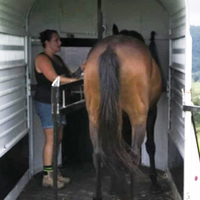 Woman standing with a bay horse inside a horse float